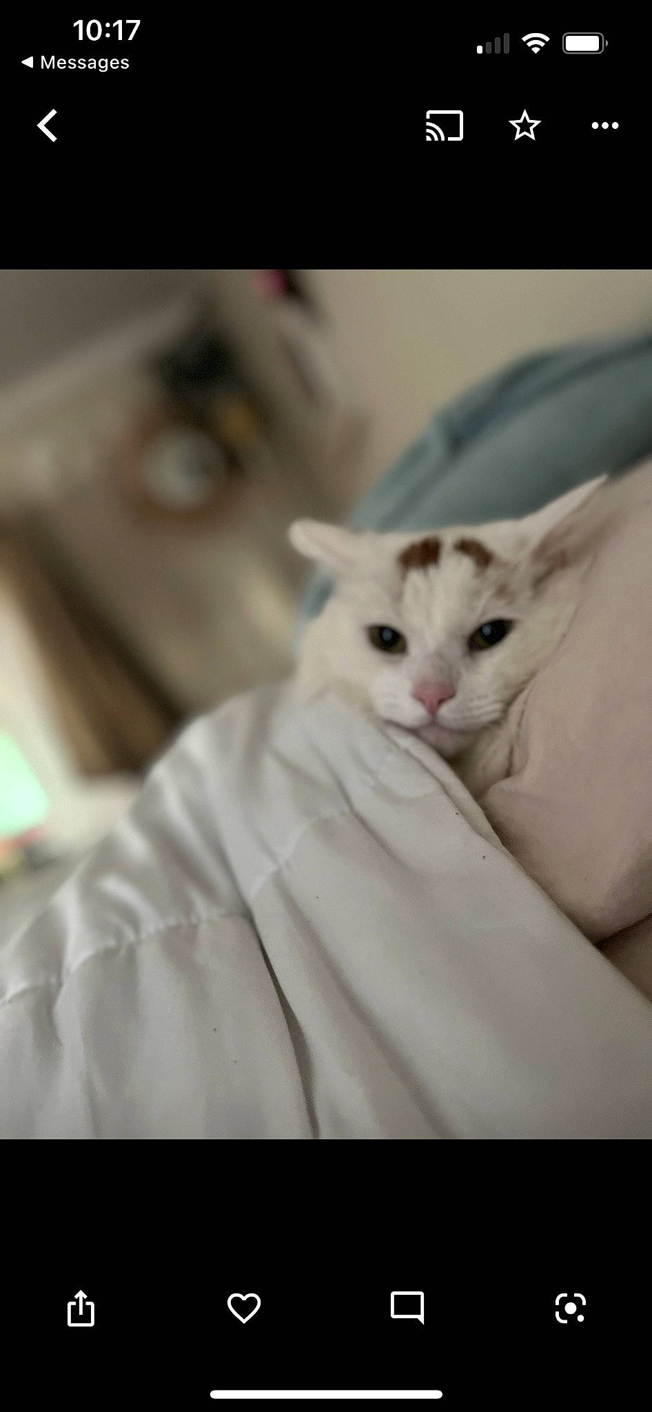 Kismet is registered to the contest to win money with this photo: carnivore, cat, comfort, eyelash, felidae, formal_wear, fur, paw, sleeve, small_to_medium_sized_cats, whiskers