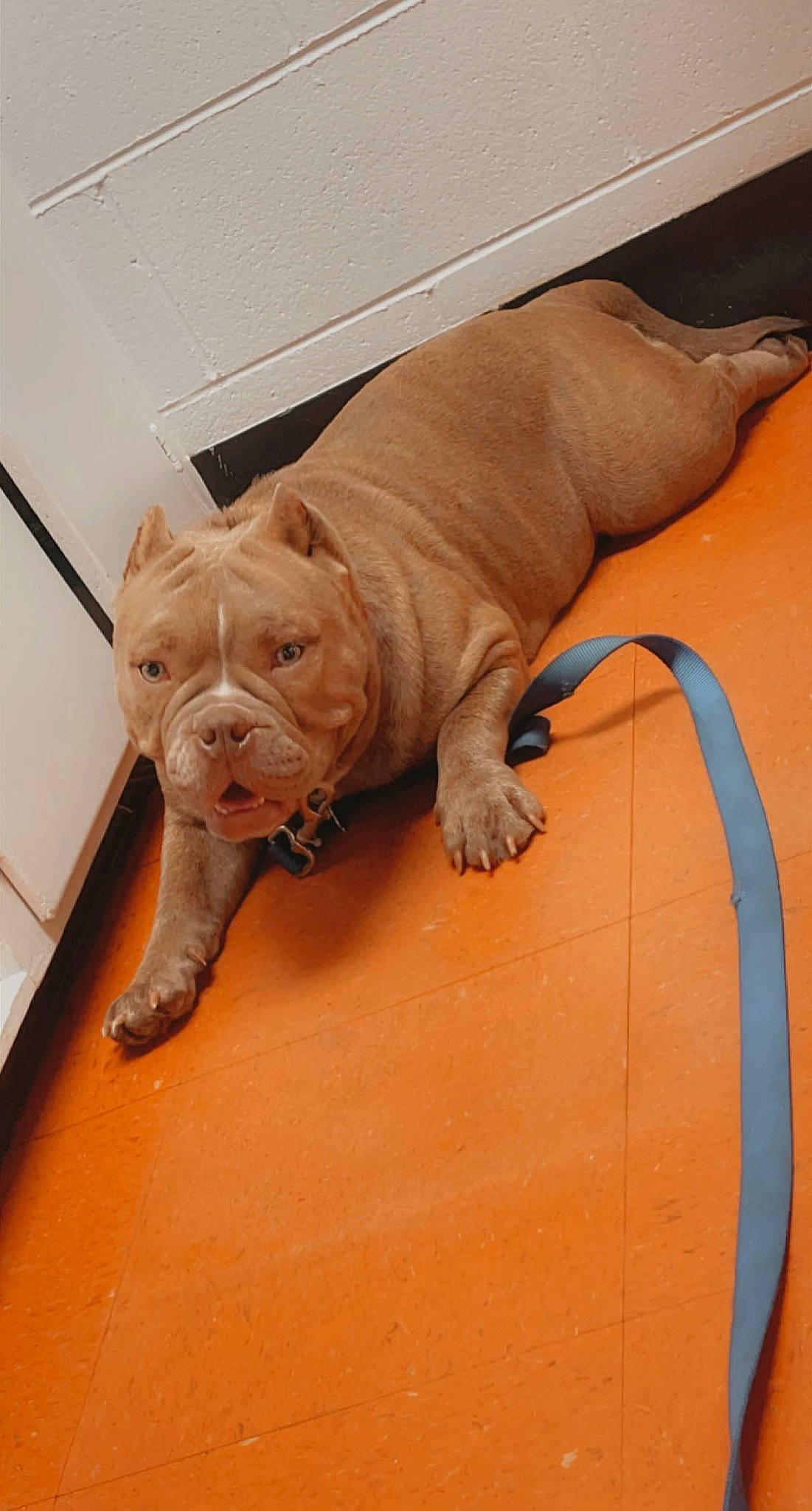 Sassy is registered to the contest to win money with this photo: ancient_dog_breeds, bulldog, canidae, carnivore, companion_dog, dog, dog_breed, fawn, flooring, hardwood, molosser, non_sporting_group, puppy, snout, sporting_group, tail, terrestrial_animal, wood, working_dog, wrinkle