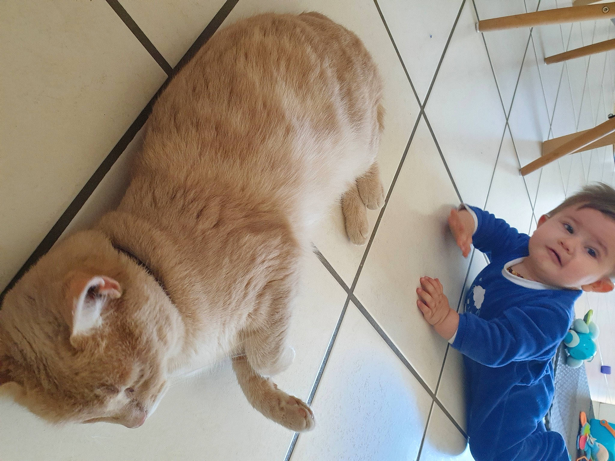 Maylo participe au concours pour gagner de l'argent avec cette photo : carnivore, cat, domestic_short_haired_cat, ear, fawn, felidae, flooring, fur, hardwood, organ, paw, person, pet_supply, small_to_medium_sized_cats, snout, t_shirt, tail, toddler, vertebrate, whiskers