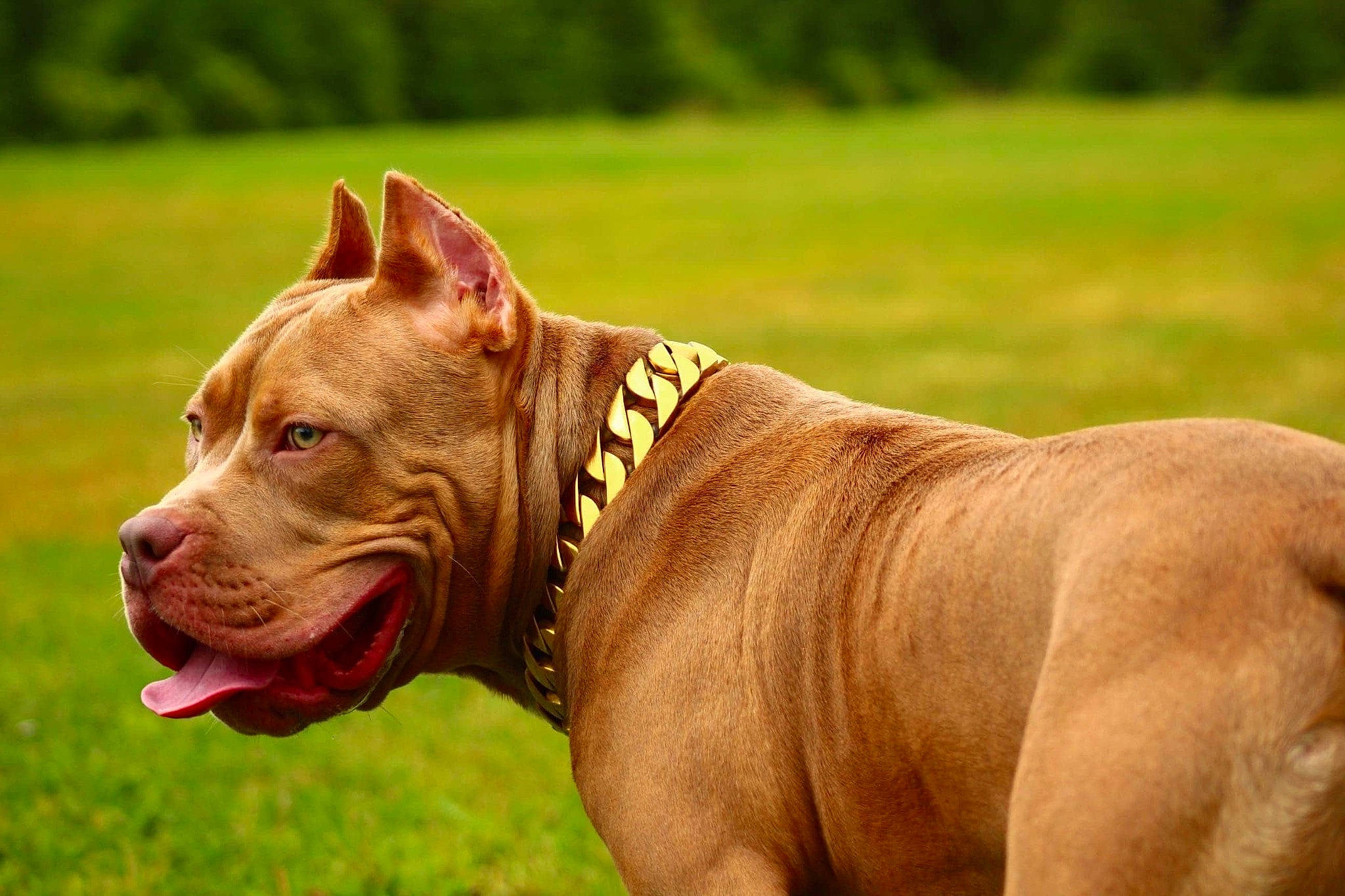 Kobe is registered to the contest to win money with this photo: canidae, canis_panther, carnivore, collar, companion_dog, dog, dog_breed, dog_collar, dog_supply, fawn, grass, grassland, liver, pet_supply, snout, sporting_group, terrestrial_animal, working_animal, working_dog, wrinkle