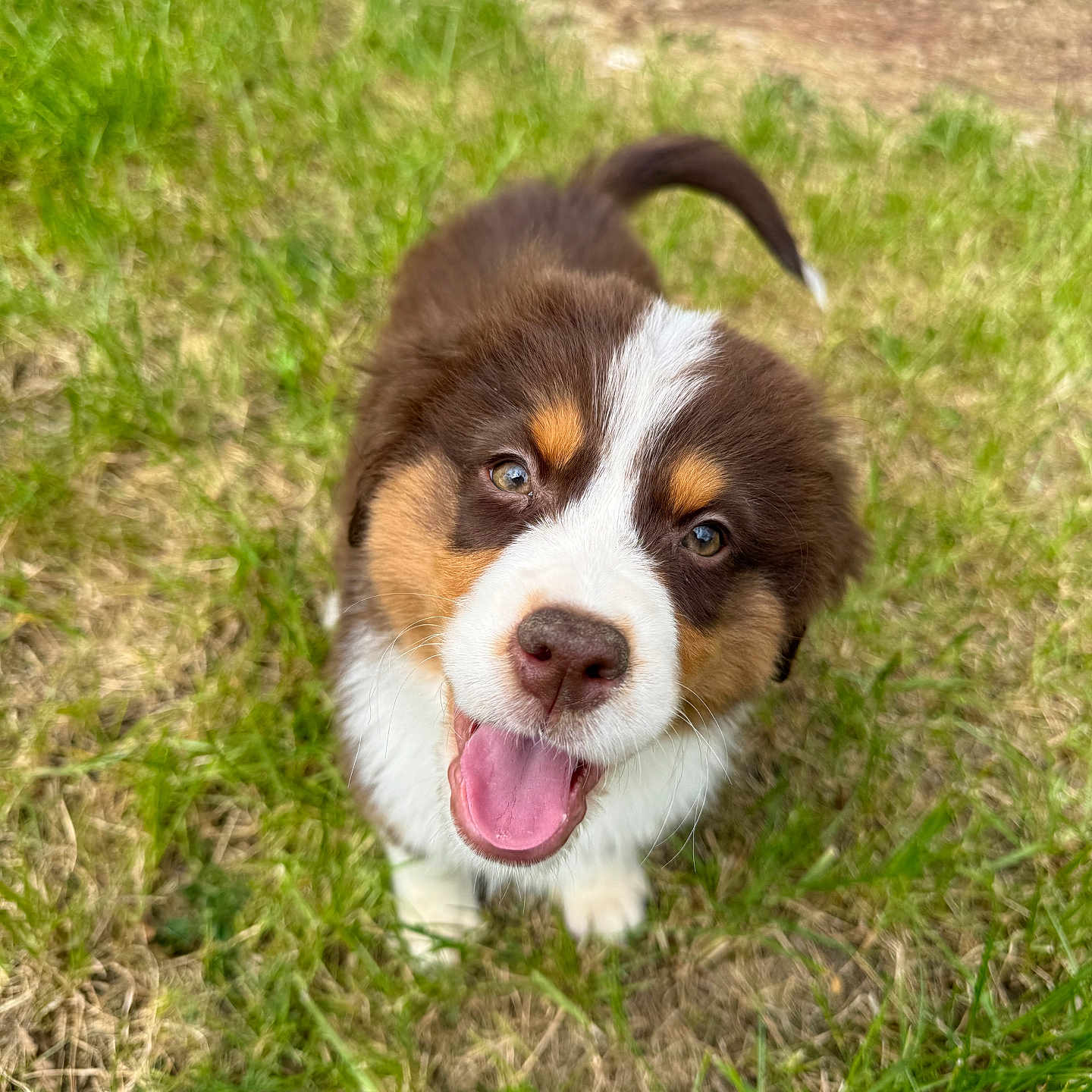 Patapouf participe au concours pour gagner de l'argent avec cette photo : animal, bodypart, canine, cockerspaniel, collie, dog, field, grass, grassland, hound, husky, lawn, mouth, nature, outdoors, person, pet, plant, puppy, tongue
