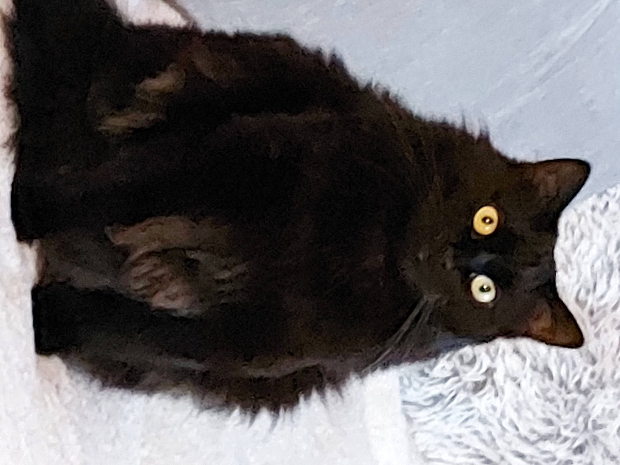 Zephyr a rejoint le concours — aidez-le/la à gagner de superbes lots ! black_cat, bombay, carnivore, cat, claw, domestic_short_haired_cat, felidae, fur, paw, small_to_medium_sized_cats, snout, tail, terrestrial_animal, whiskers