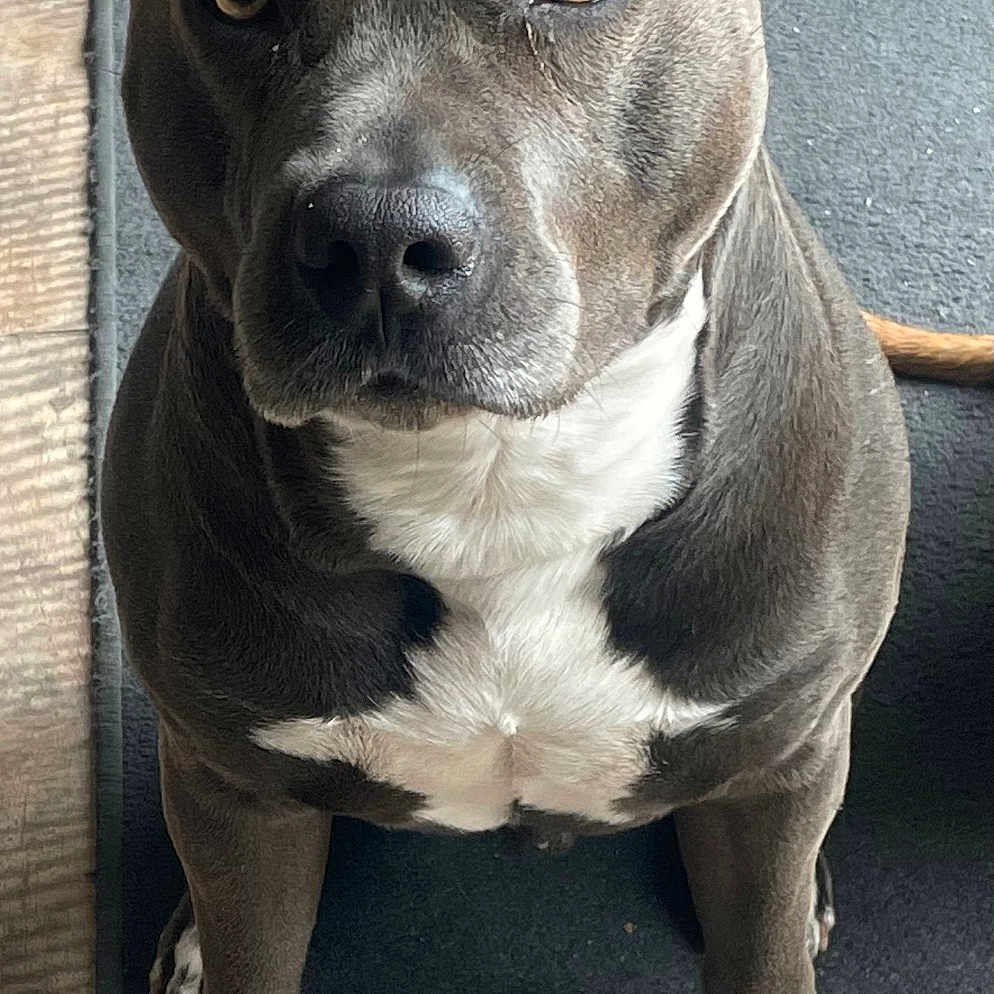 Rico a rejoint le concours — aidez-le/la à gagner de superbes lots ! black_and_white, canine, chair, dog, ears, eyes, front_view, furniture, home, indoors, paws, pet, photography, pit_bull, portrait, serious_expression, short_hair, sitting, white_chest, wooden_floor