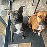 black_dog, brown_dog, canine, dogs, door, doormat, floppy_ears, home, indoors, looking_at_camera, natural_light, pets, portrait, short_hair, sitting, tile_floor, two_dogs, upright_ear, white_chest, window