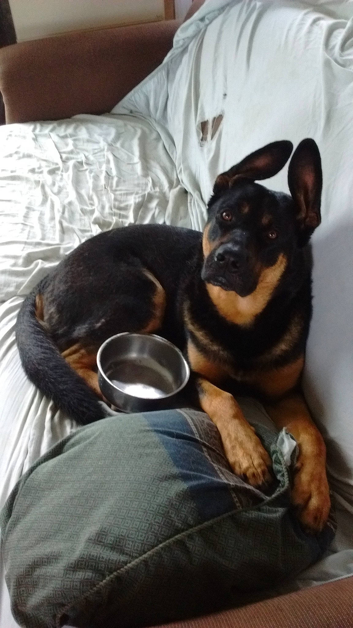 Tex is registered to the contest to win money with this photo: canidae, carnivore, comfort, companion_dog, dog, dog_breed, ear, fawn, fur, guard_dog, paw, pinscher, prazsky_krysarik, russkiy_toy, snout, sporting_group, toy_dog, whiskers, working_animal, working_dog