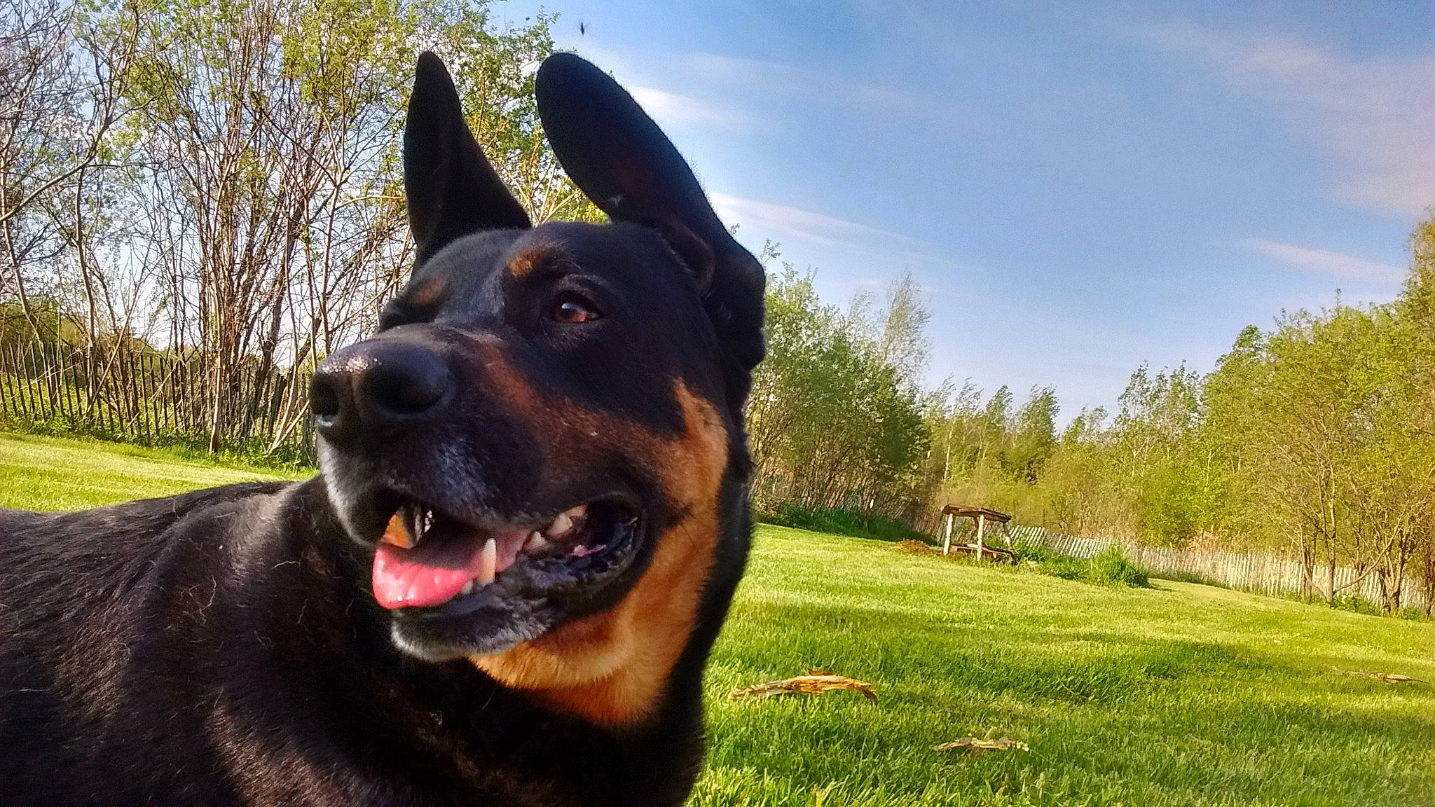 Tex joined the competition — help win amazing prizes! australian_cattle_dog, canidae, carnivore, cloud, collar, companion_dog, dog, dog_breed, dog_collar, fawn, grass, happy, herding_dog, plant, sky, smile, snout, sporting_group, tree, working_animal