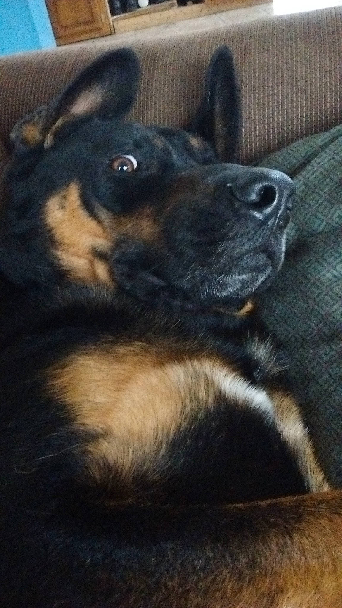 Tex joined the competition — help win amazing prizes! canidae, carnivore, companion_dog, dog, dog_breed, ear, east_european_shepherd, fur, german_shepherd_dog, guard_dog, herding_dog, king_shepherd, old_german_shepherd_dog, sporting_group, terrestrial_animal, whiskers, working_animal, working_dog