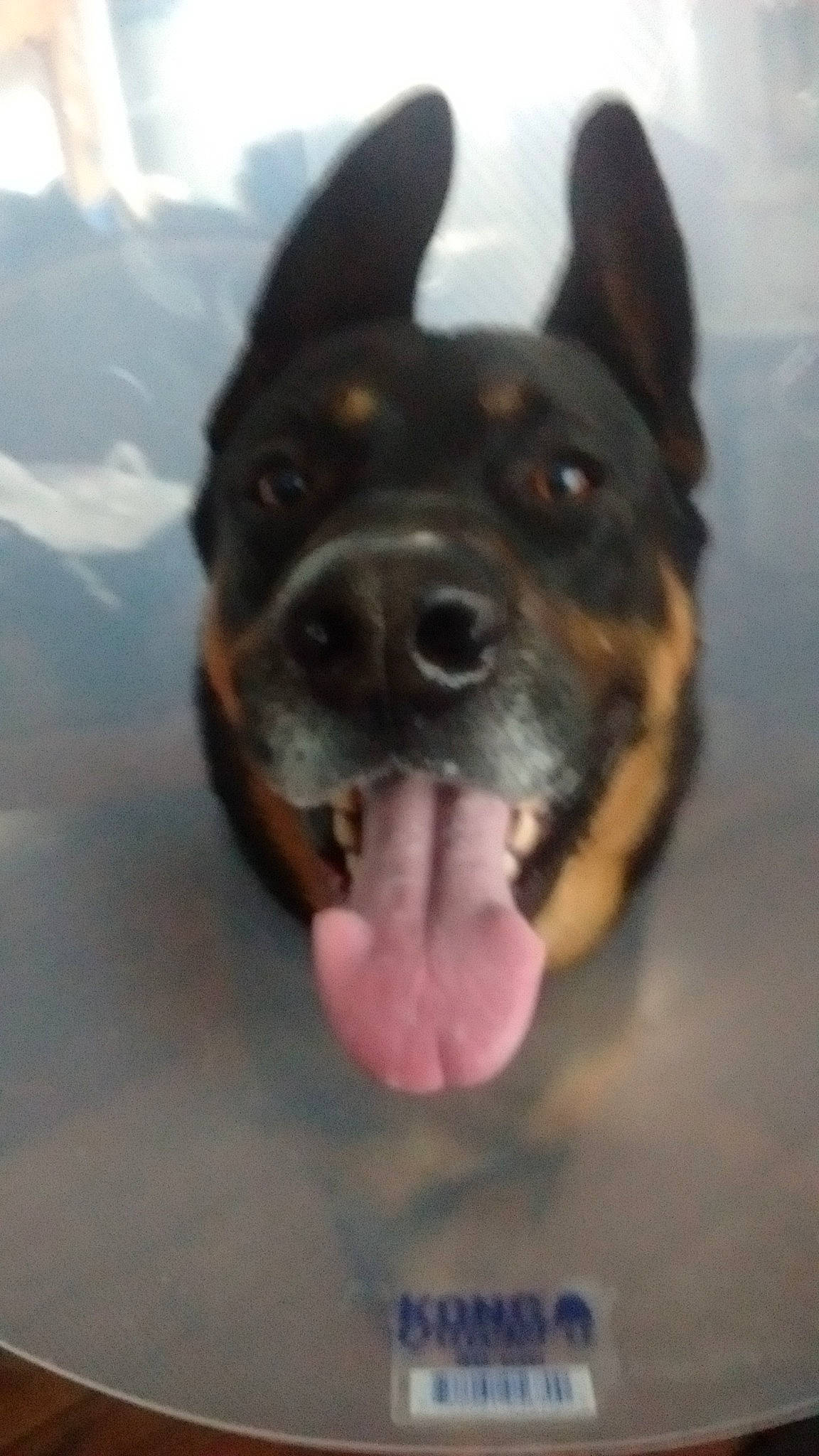 Tex is registered to the contest to win money with this photo: ancient_dog_breeds, canidae, carnivore, companion_dog, dog, dog_breed, fang, fawn, fur, german_shepherd_dog, guard_dog, herding_dog, paw, snout, snow, sporting_group, whiskers, working_dog