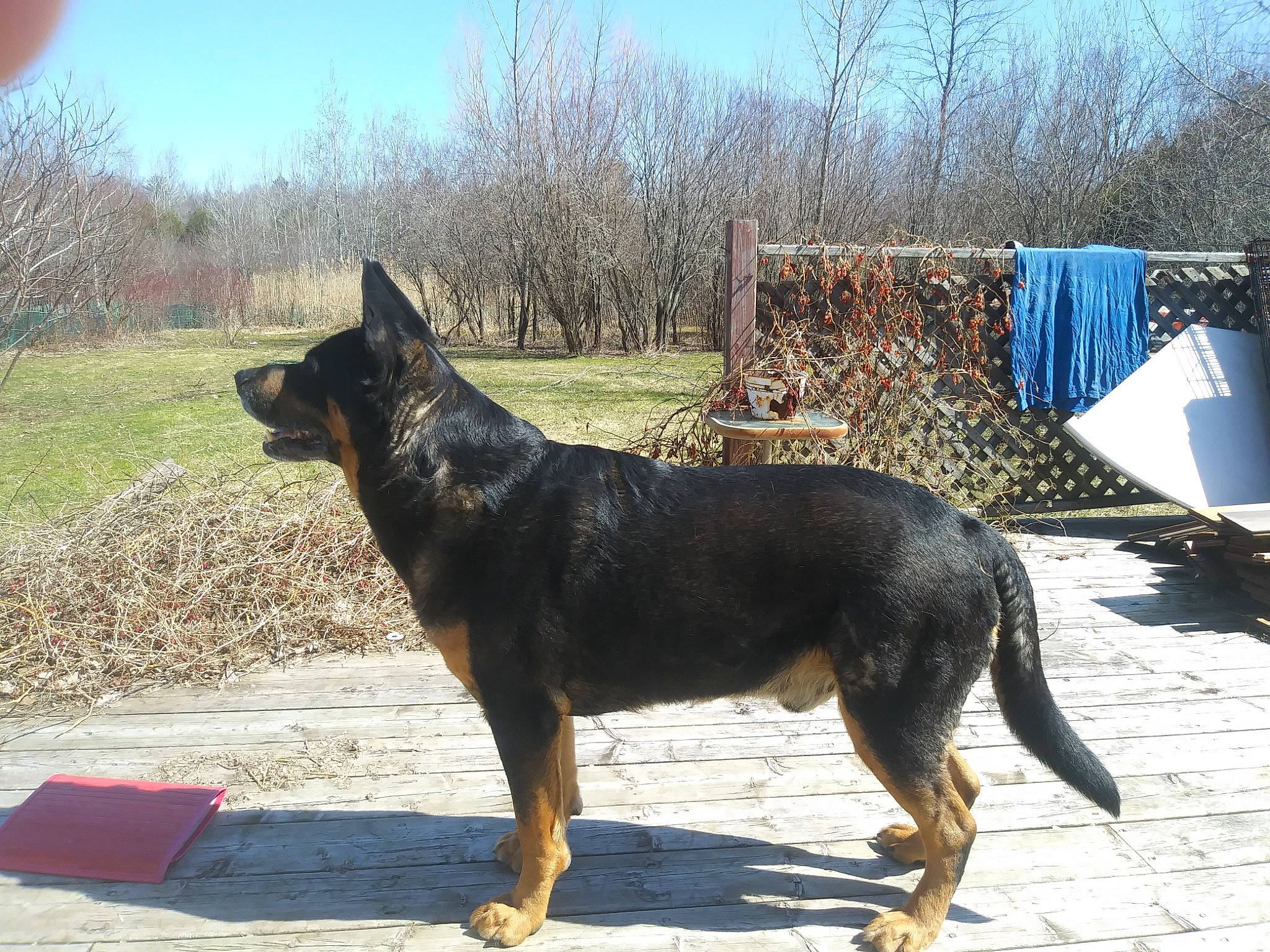 Tex is registered to the contest to win money with this photo: ancient_dog_breeds, canidae, carnivore, collar, dog, dog_breed, east_european_shepherd, guard_dog, herding_dog, hunting_dog, king_shepherd, old_german_shepherd_dog, plant, sky, snout, sporting_group, terrestrial_animal, tree, working_animal, working_dog