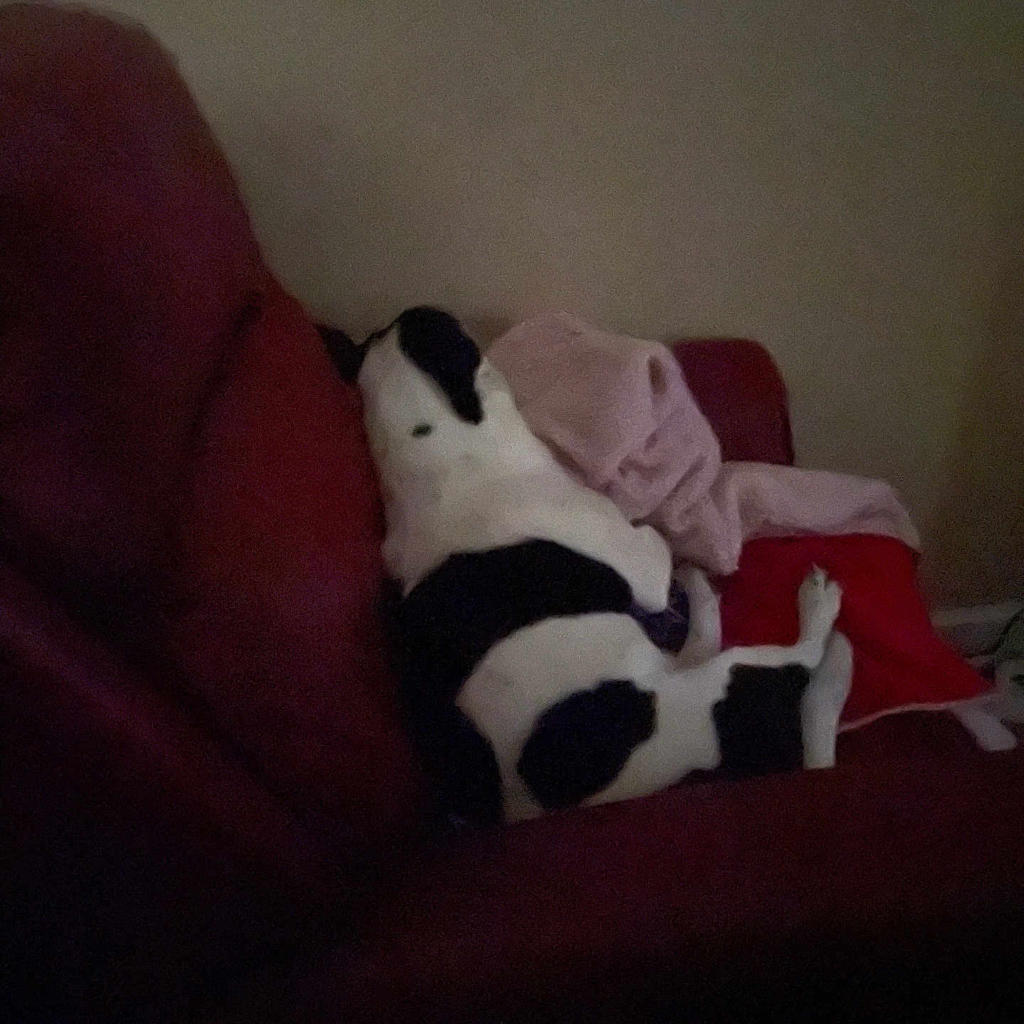 Ace is registered to the contest to win money with this photo: animal, black_and_white, blanket, canine, couch, cozy, dog, domestic, furniture, home, indoor, living_room, nap, pet, pillow, quiet, relaxing, resting, sleeping, soft_lighting