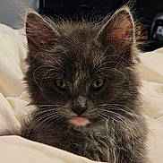 Smokey joined the competition — help win amazing prizes! cat, kitten, gray_fur, fluffy, whiskers, ears, eyes, pink_tongue, close_up, portrait, indoor, bed, bedding, cozy, sleeping_area, pet, animal, furry, front_facing, cute