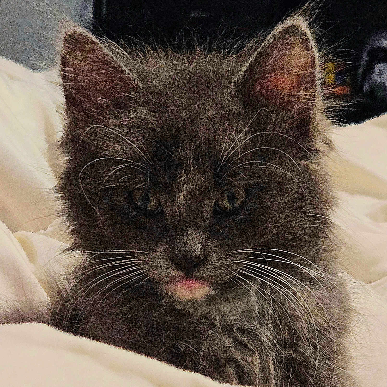 Smokey
