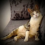 Minou participe au concours pour gagner de l'argent avec cette photo : cat, tabby, white_paws, white_chest, couch, grey_couch, floral_pattern, cushion, indoor, pet, animal, relaxed, curious, looking_at_camera, feline, domestic_cat, seated, resting, whiskers, ears
