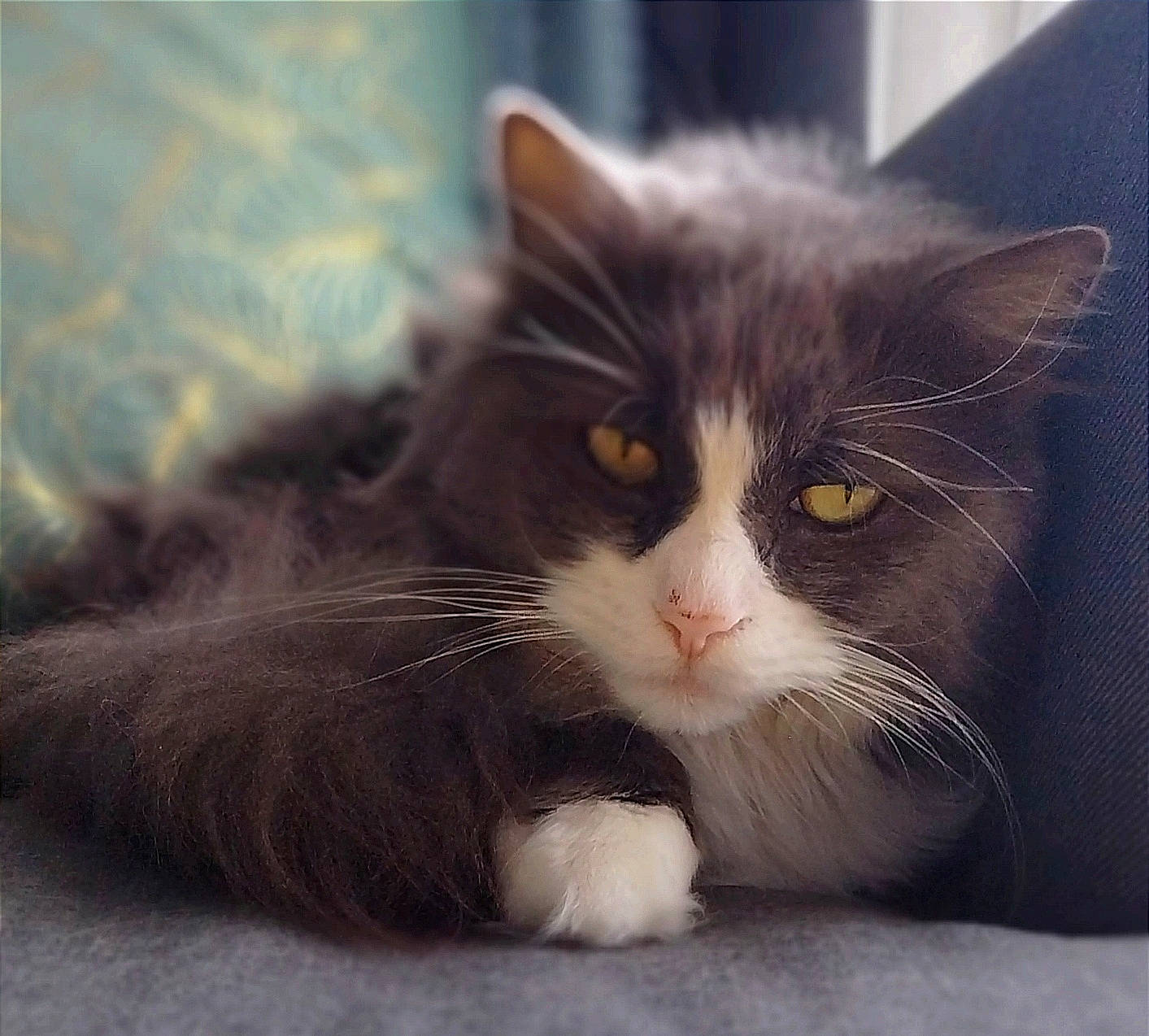 Roger participe au concours pour gagner de l'argent avec cette photo : carnivore, cat, claw, comfort, domestic_short_haired_cat, felidae, fur, paw, small_to_medium_sized_cats, snout, tail, whiskers