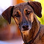 animal, blurry_background, brown_fur, canine, close_up, collar, curious, dog, domestic_animal, ears, friendly, fur_texture, looking_at_camera, outdoor, pet, portrait, snout, tag, warm_colors, whiskers