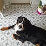 bernese_mountain_dog, dog, lying_down, floor, tile_floor, indoor, pet, animal, black_fur, brown_fur, white_fur, looking_up, ears, paws, snout, dog_food_container, kitchen, domestic, companion, resting
