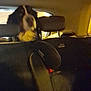 dog, car, seat, headrest, night, interior, pet, animal, blur, dark, vehicle, backseat, canine, furry, window, transport, travel, automobile, mammal, domestic