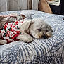 Coco is registered to the contest to win money with this photo: animal, bed, blanket, clothing, cozy, cute, decor, dog, fabric, fur, home, indoor, pattern, paw, pet, quilt, relaxation, resting, sleeping, white_dog