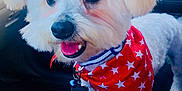 Coco is registered to the contest to win money with this photo: animal, bandana, canine, car_interior, collar, companion, cute, dog, domestic_animal, fluffy, friendly, fur, happy, indoor, pet, portrait, red_bandana, smiling, stars, white_dog
