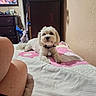 Toprak is registered to the contest to win money with this photo: bed, blanket, clothing, collar, dog, domestic, dresser, floor, furniture, home, indoor, person, pet, quilt, relaxing, room, table, television, wall, white_dog