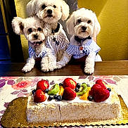 Toprak joined the competition — help win amazing prizes! baseball_jersey, blueberry, cake, cute, dessert, dog, floral_pattern, fluffy_dog, fruit_topping, group, indoor, kiwi, pet_clothing, portrait, strawberry, tablecloth, three_dogs, white_dog, wooden_table, yellow_wall