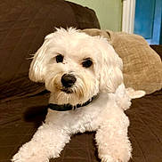 Toprak is registered to the contest to win money with this photo: dog, white_dog, cute, fluffy, pet, indoor, couch, brown_couch, pillow, relaxed, animal, companion, house, furniture, portrait, domestic, curious, lying_down, collar, fur