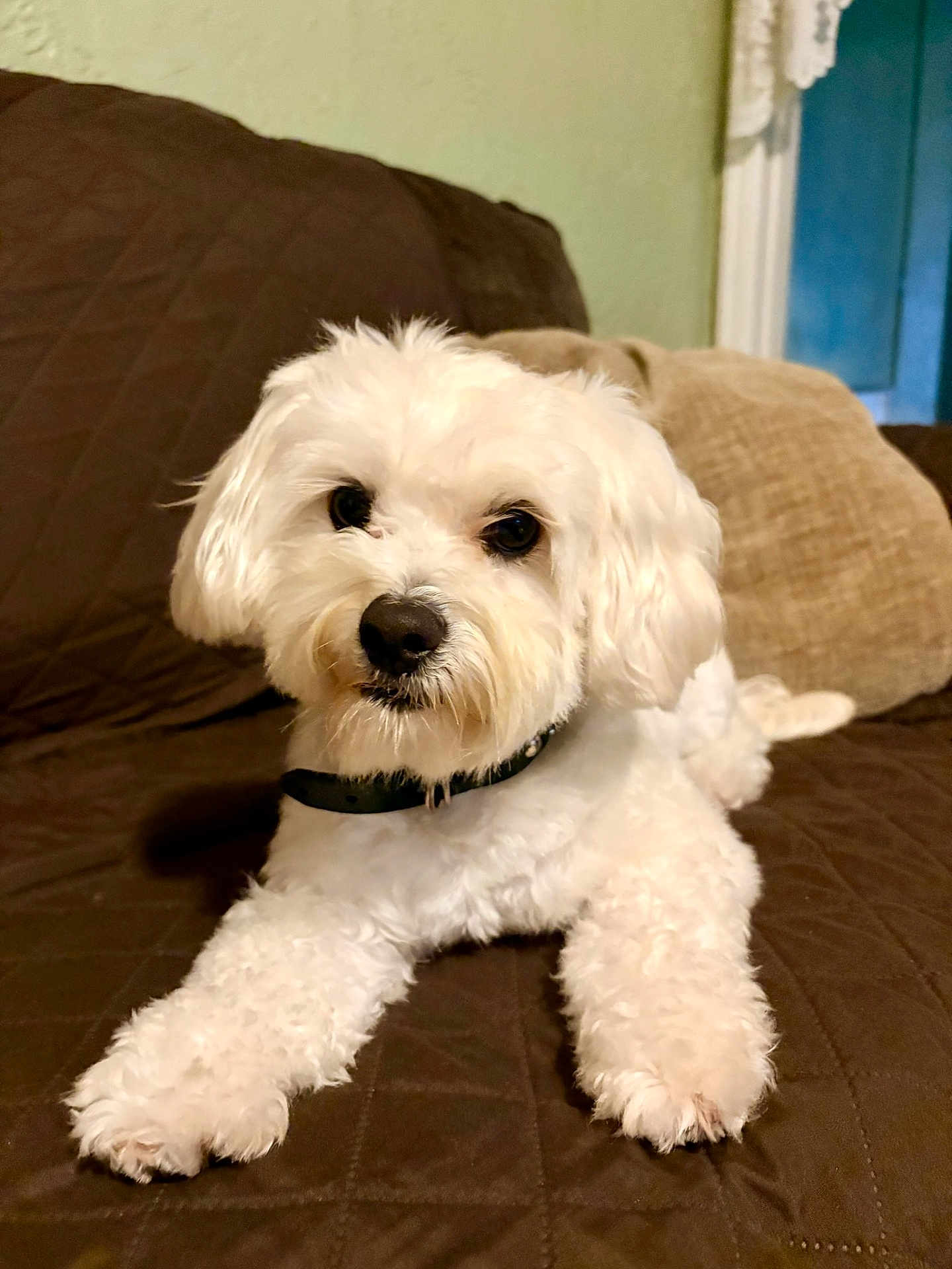 Toprak is registered to the contest to win money with this photo: dog, white_dog, cute, fluffy, pet, indoor, couch, brown_couch, pillow, relaxed, animal, companion, house, furniture, portrait, domestic, curious, lying_down, collar, fur