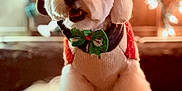 Toprak is registered to the contest to win money with this photo: animal, bow_tie, christmas, companion, cozy, cute, decorations, dog, festive, fluffy, holiday_lights, holiday_season, indoors, pet, portrait, soft_focus, step, sweater, warm_lighting, white_dog