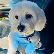 Toprak is registered to the contest to win money with this photo: animal, armrest, black_nose, calm, car_interior, closeup, collar, companion, cute, dog, domestic_animal, fluffy, fur_texture, indoor, paws, pet, portrait, resting, seat, white_fur