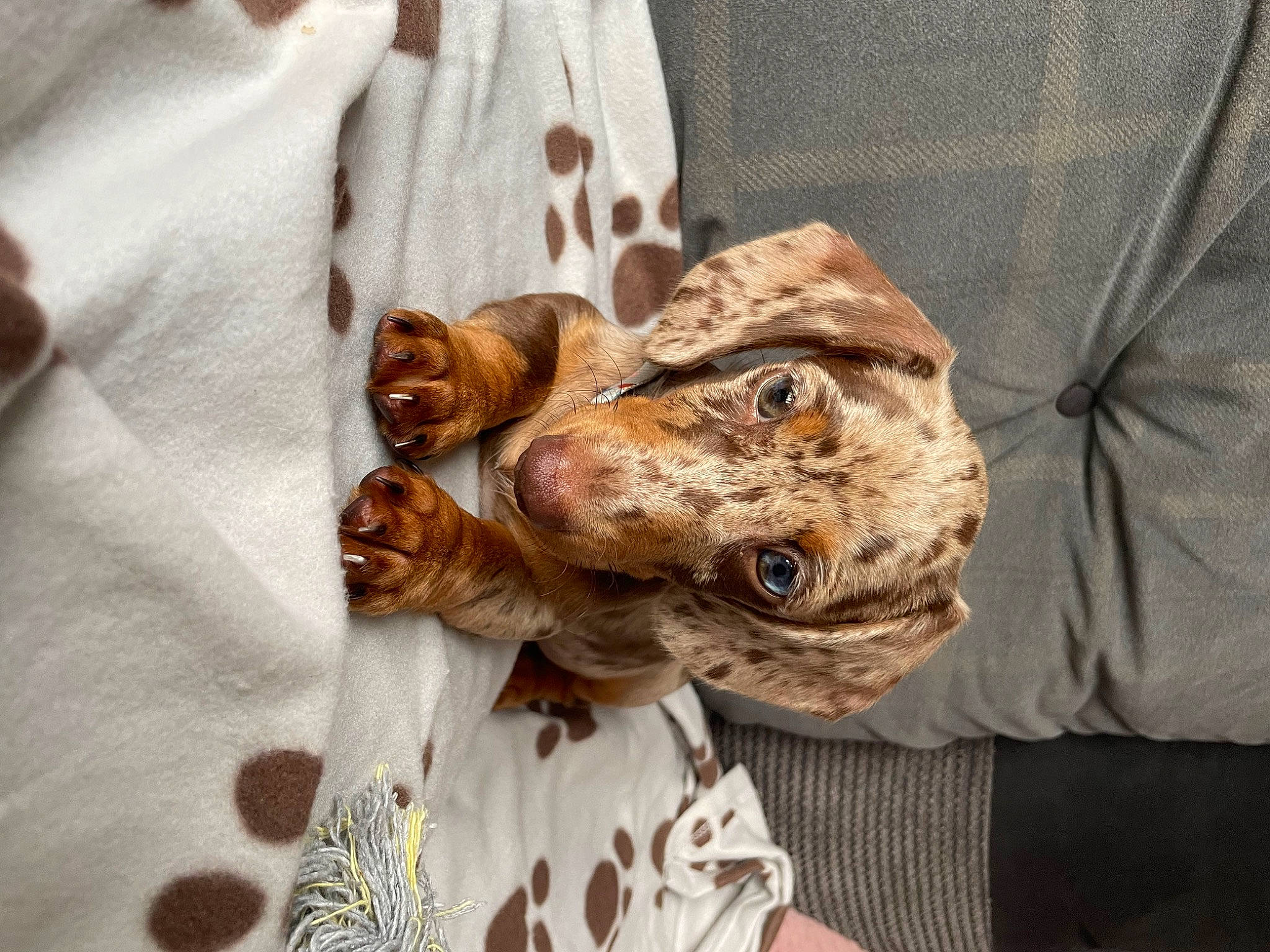 Jaxx joined the competition — help win amazing prizes! canidae, eye, eyewear, fawn, felidae, fish, fur, hat, linens, military_camouflage, pattern, sleeve, small_to_medium_sized_cats, snout, sporting_group, terrestrial_animal, toy, uniform, whiskers, wildlife