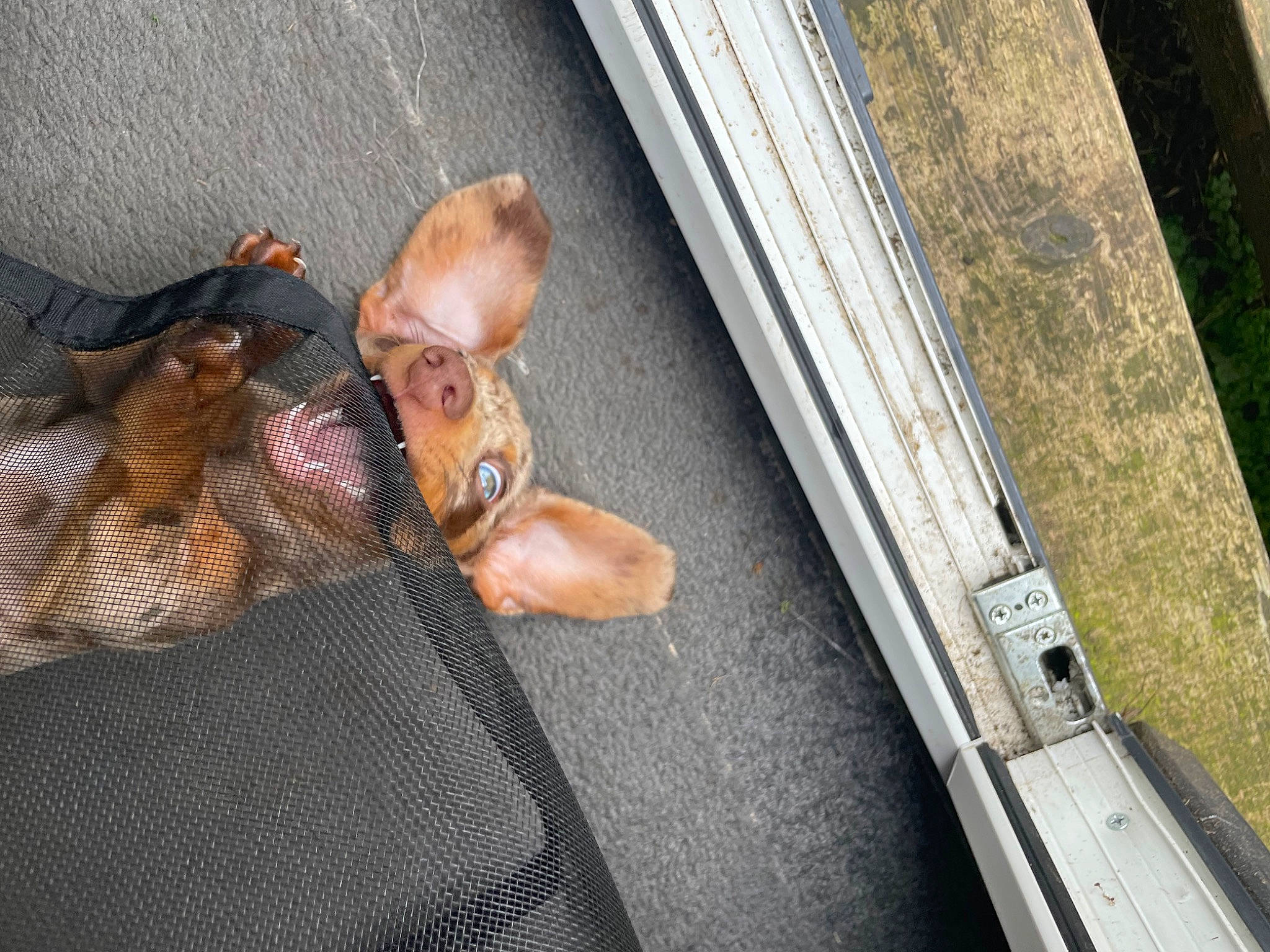 Jaxx joined the competition — help win amazing prizes! asphalt, auto_part, automotive_exterior, automotive_window_part, eyewear, fawn, foot, glass, human_leg, leg, motor_vehicle, road, road_surface, sidewalk, sitting, toy, vehicle_door, window, windshield, wood