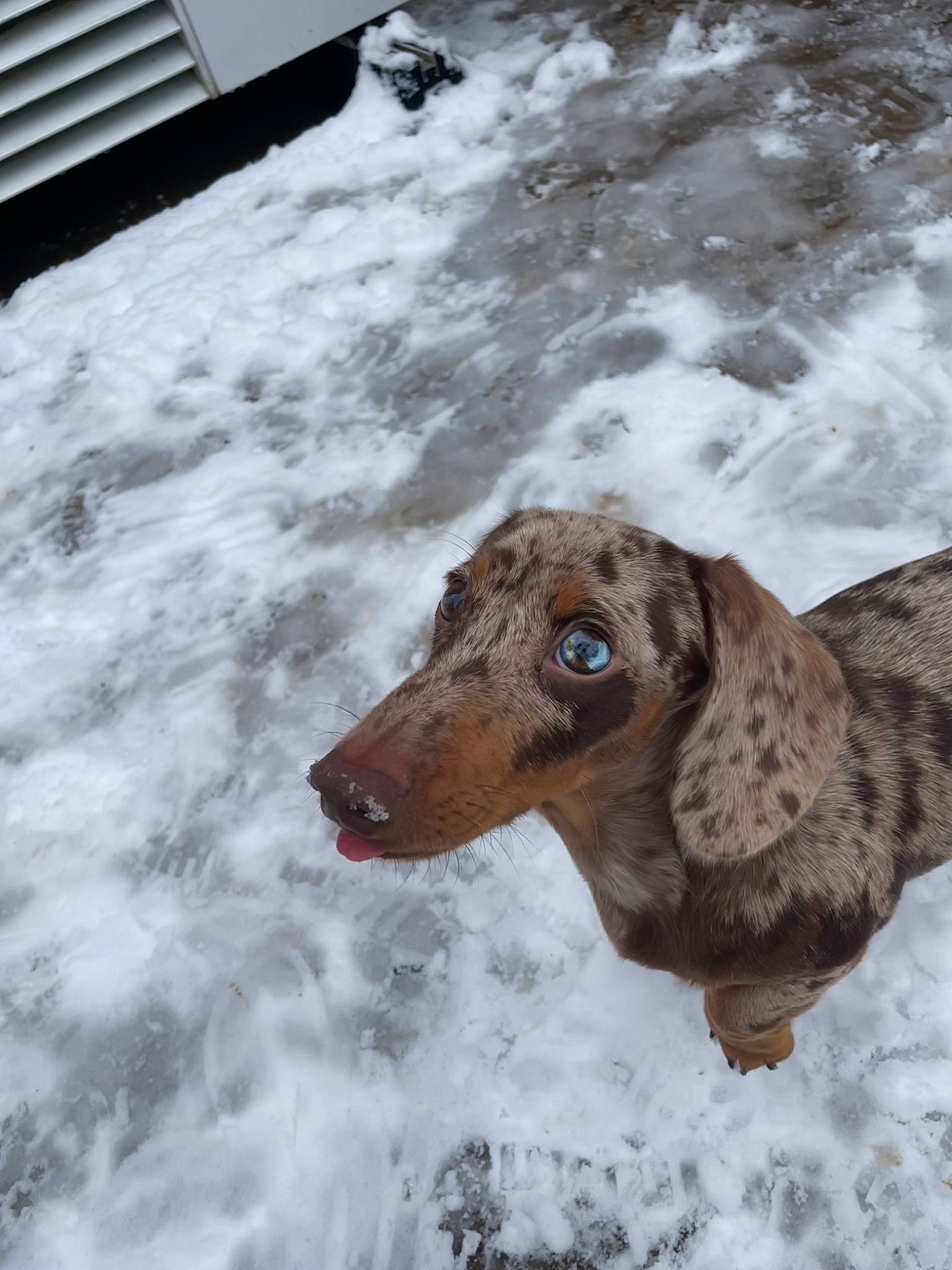 Jaxx joined the competition — help win amazing prizes! canidae, carnivore, companion_dog, dog, dog_breed, ear, fawn, freezing, fur, hunting_dog, liver, precipitation, snout, snow, sporting_group, winter, wood, working_animal