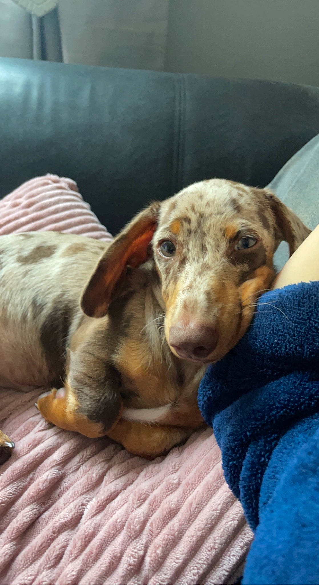 Jaxx joined the competition — help win amazing prizes! canidae, carnivore, comfort, companion_dog, dog, dog_breed, ear, fawn, fur, hunting_dog, liver, pet_supply, smile, snout, sporting_group, whiskers, wood, working_animal, wrinkle