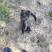 Menace is registered to the contest to win money with this photo: animal, casual, cat, crocs, dirt, feet, footwear, grass, gray_cat, lying_down, nature, outdoor, paws, pet, playful, relaxing, shadow, sunlight, tail, texture