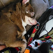 Peanut Butter joined the competition — help win amazing prizes! animal, blanket, brown_dog, close_up, comfort, companion, cozy, cute, cute_pet, dog, domestic_animal, fur, indoors, nap, pet, relaxed, resting, sleeping, soft, warm