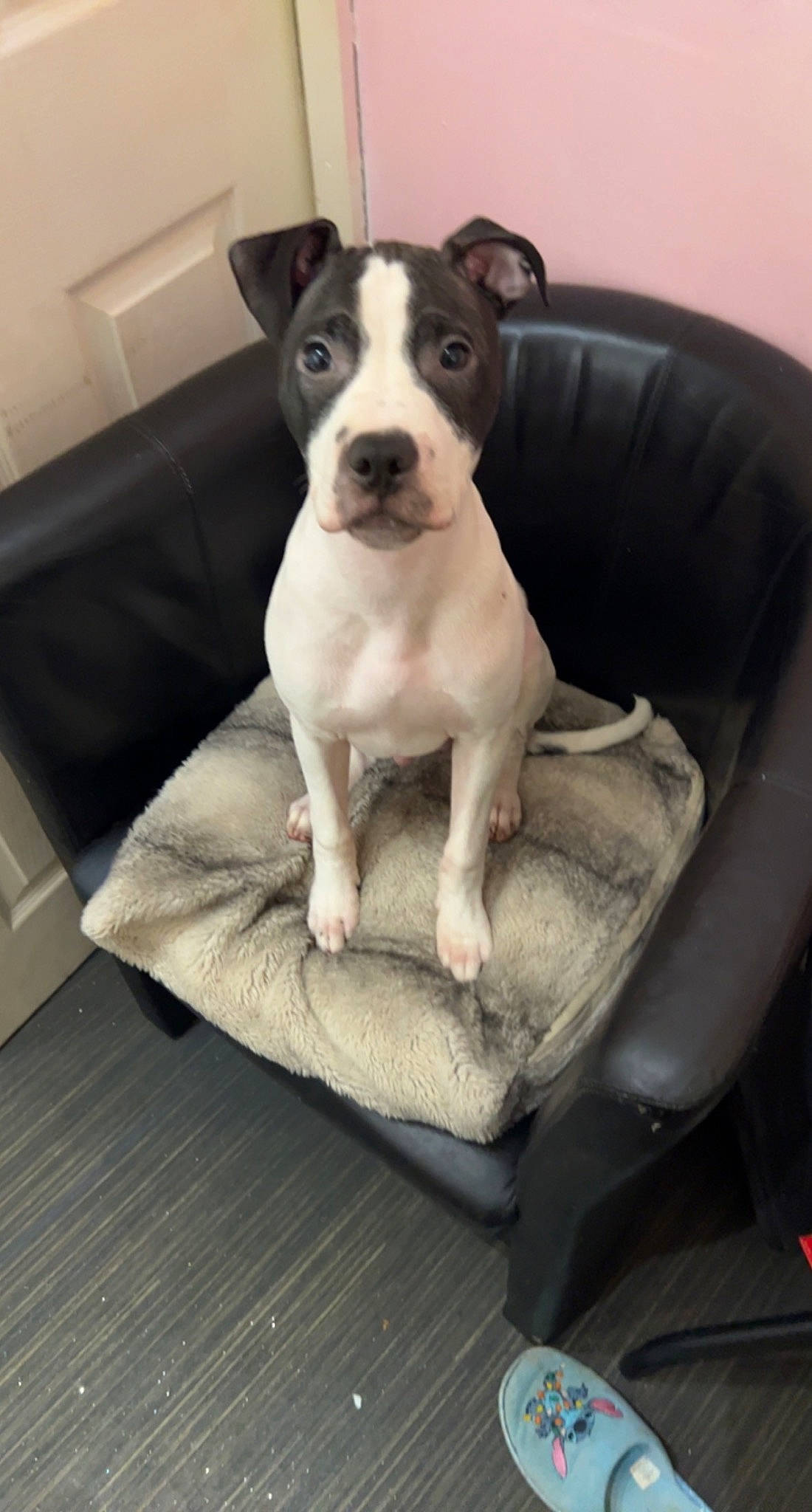 Bolt joined the competition — help win amazing prizes! boston_terrier, carnivore, club_chair, collar, comfort, companion_dog, dog, dog_breed, dog_collar, flooring, molosser, non_sporting_group, snout, terrier, toy_dog, whiskers, working_animal