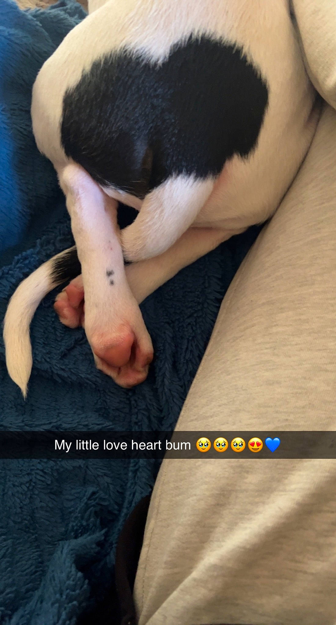 Bolt is registered to the contest to win money with this photo: arm, carnivore, comfort, companion_dog, dog, dog_breed, elbow, finger, gesture, hand, human_body, joint, knee, leg, muscle, nail, neck, shoulder, sleeve, thigh