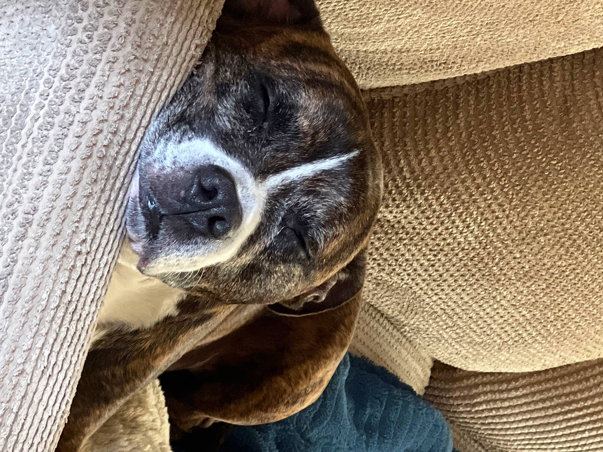 Joey is registered to the contest to win money with this photo: canidae, carnivore, comfort, companion_dog, dog, dog_breed, electric_blue, eye, fawn, foot, fur, human_leg, paw, snout, sporting_group, terrestrial_animal, toe, whiskers, wood, working_animal