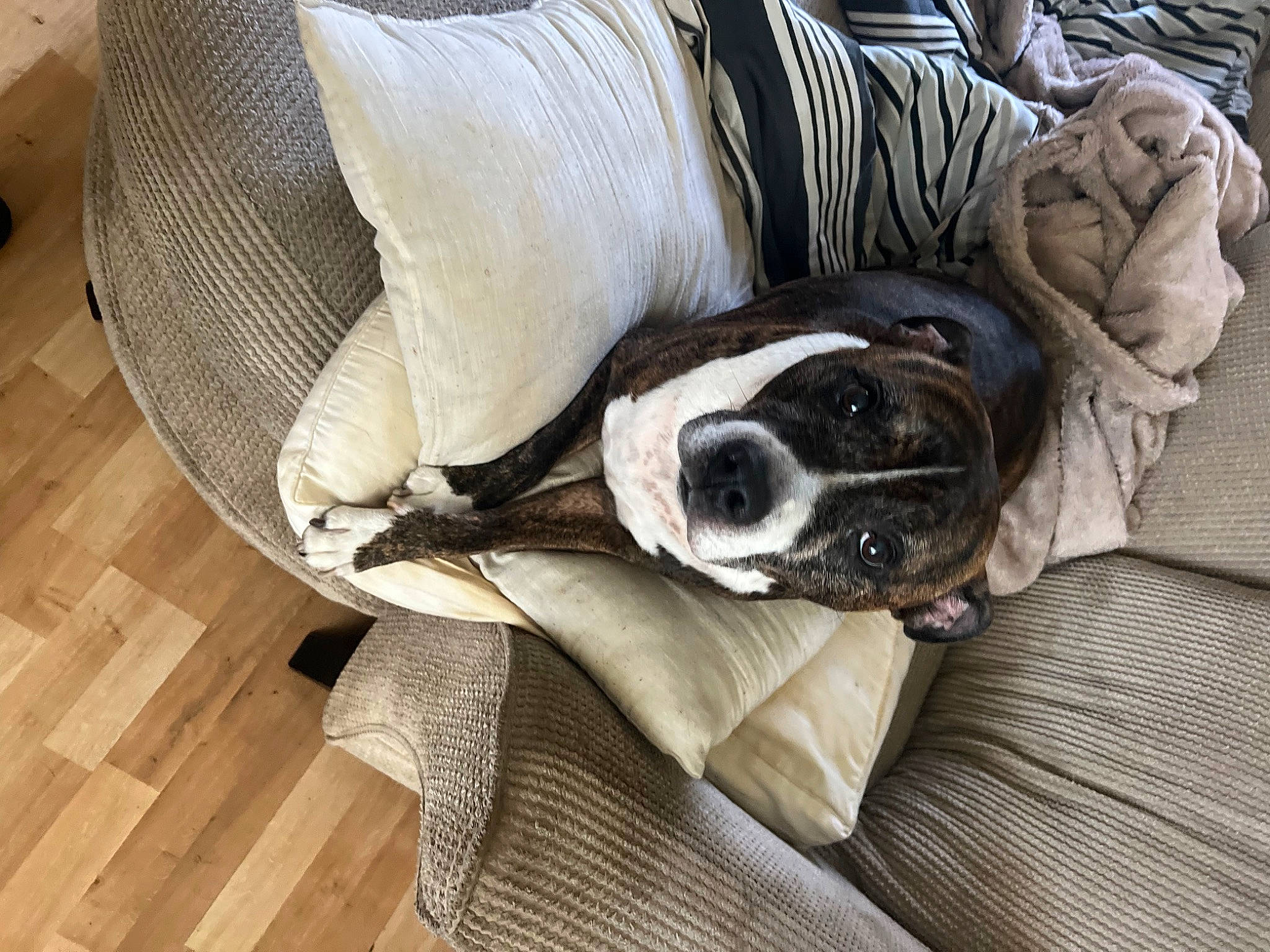 Joey is registered to the contest to win money with this photo: bored, canidae, carnivore, comfort, companion_dog, couch, dog, dog_breed, dog_supply, fawn, flooring, fur, hardwood, linens, nap, pet_supply, sporting_group, toy_dog, wood, working_animal