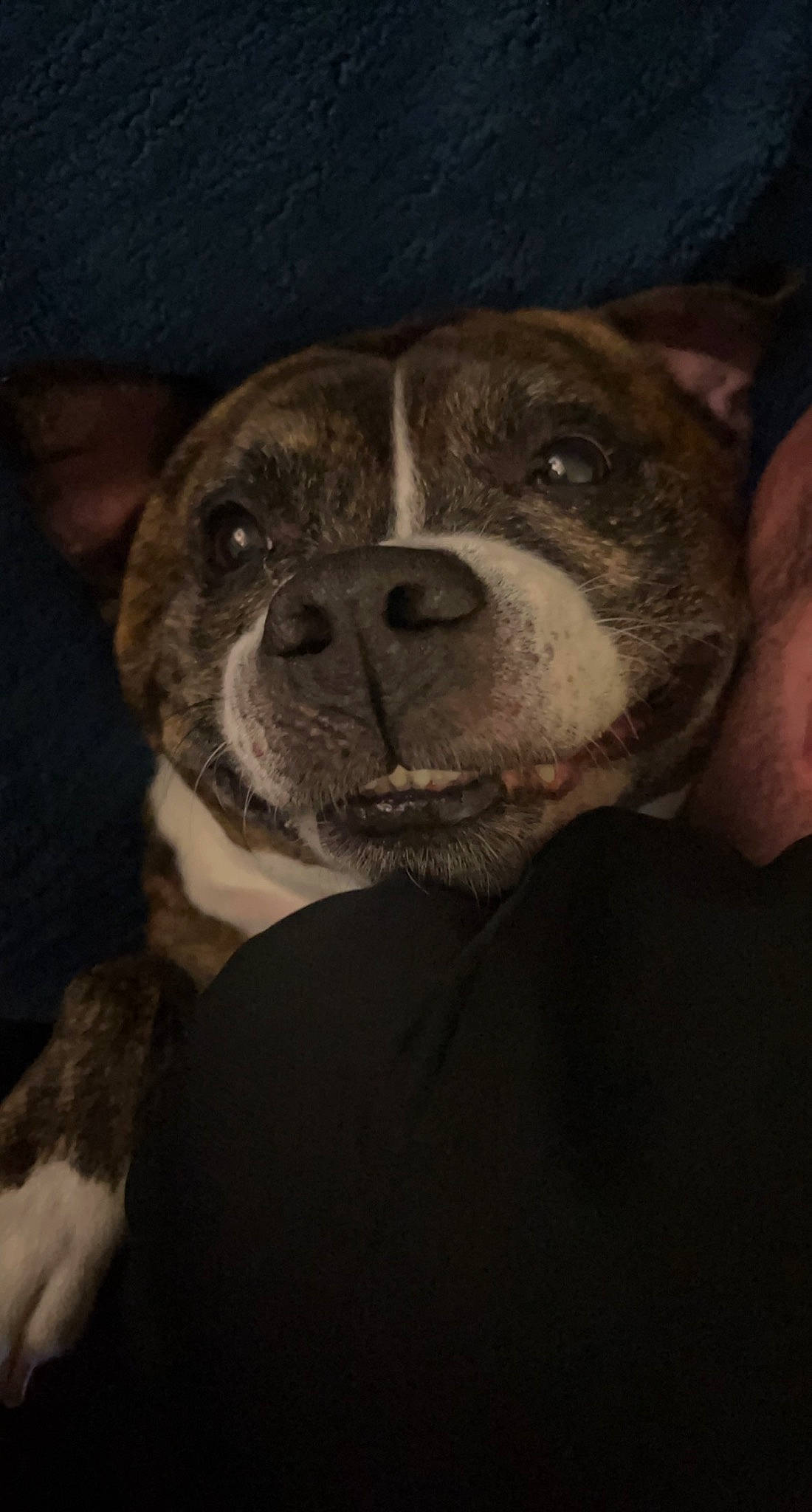 Joey is registered to the contest to win money with this photo: ancient_dog_breeds, canidae, carnivore, companion_dog, darkness, dog, dog_breed, fawn, flash_photography, fur, non_sporting_group, snout, sporting_group, terrestrial_animal, toy_dog, whiskers, working_animal, wrinkle