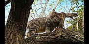 Shakur a rejoint le concours — aidez-le/la à gagner de superbes lots ! cat, tabby, tree, branch, outdoor, animal, feline, nature, green_leaves, bark, sky, curious, walking, fur, wildlife, pet, mammal, daylight, closeup, explorer