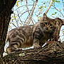 cat, tabby, tree, branch, outdoor, animal, feline, nature, green_leaves, bark, sky, curious, walking, fur, wildlife, pet, mammal, daylight, closeup, explorer