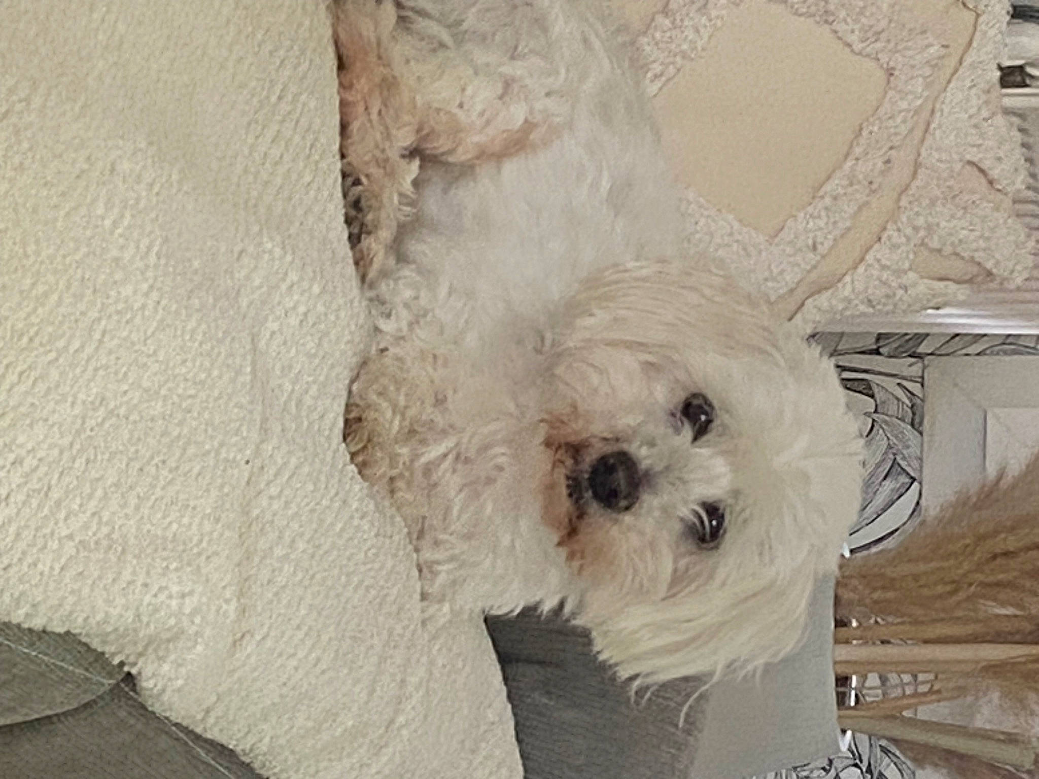 Elmo a rejoint le concours — aidez-le/la à gagner de superbes lots ! canidae, carnivore, companion_dog, dog, dog_breed, dog_supply, fawn, fur, labradoodle, maltepoo, non_sporting_group, poodle, small_terrier, snout, sporting_group, terrier, toy_dog, wood, working_animal