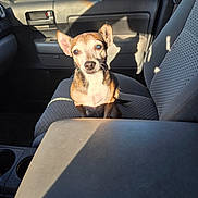 Faith Marie joined the competition — help win amazing prizes! dog, small_dog, car_interior, car_seat, sunlight, shadow, pet, animal, cute, brown_dog, sitting, inside_car, window, door, seatbelt, daylight, vehicle, companion, canine, domestic_animal