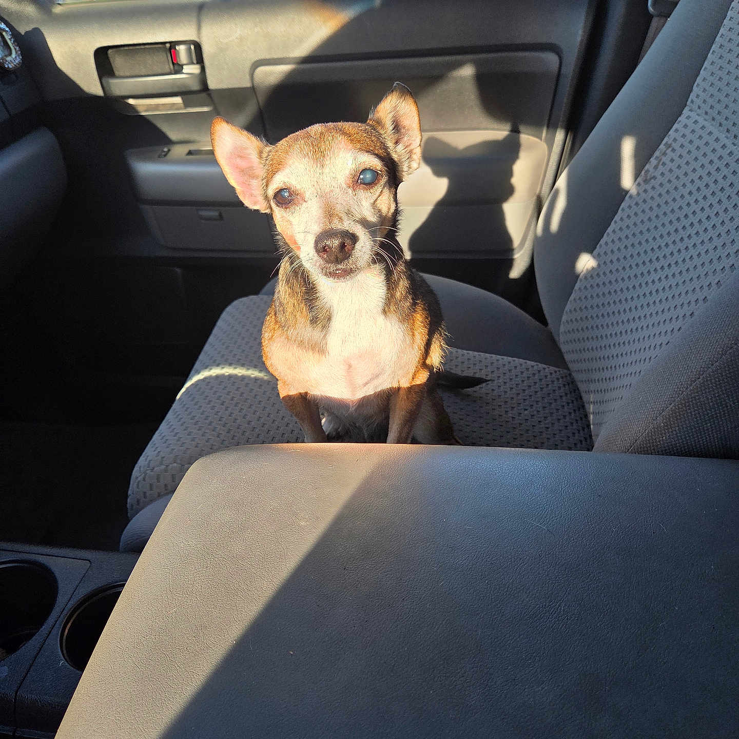 Faith Marie joined the competition — help win amazing prizes! animal, brown_dog, canine, car_interior, car_seat, companion, cute, daylight, dog, domestic_animal, door, inside_car, pet, seatbelt, shadow, sitting, small_dog, sunlight, vehicle, window