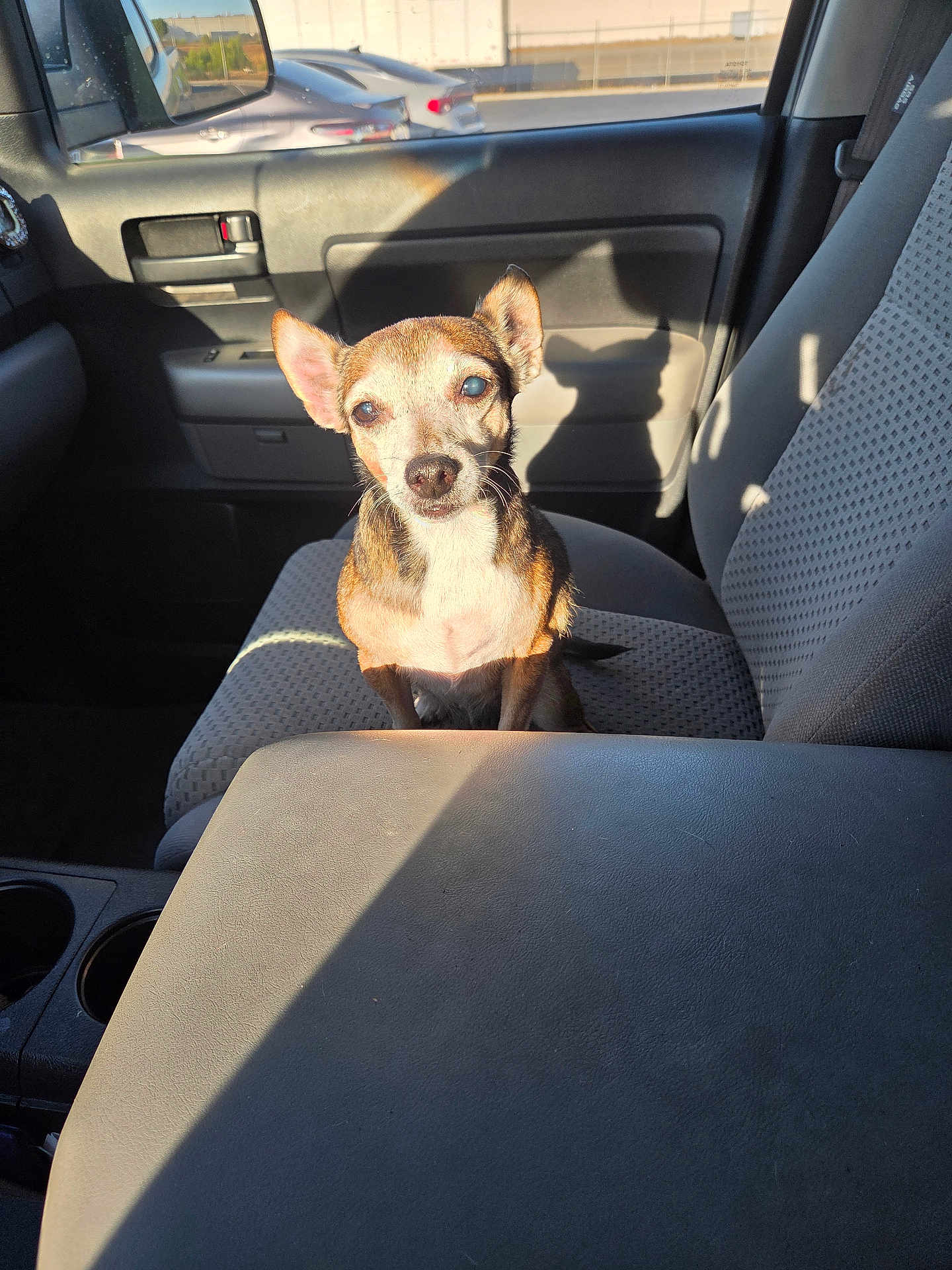 Faith Marie joined the competition — help win amazing prizes! dog, small_dog, car_interior, car_seat, sunlight, shadow, pet, animal, cute, brown_dog, sitting, inside_car, window, door, seatbelt, daylight, vehicle, companion, canine, domestic_animal