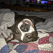 Kai joined the competition — help win amazing prizes! dog, pet, animal, canine, lying_down, upside_down, bed, quilt, blanket, bedroom, indoors, television, relaxed, sleeping, flash_photography, brown_and_white, face, eyes, home, cozy