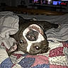dog, pet, animal, canine, lying_down, upside_down, bed, quilt, blanket, bedroom, indoors, television, relaxed, sleeping, flash_photography, brown_and_white, face, eyes, home, cozy