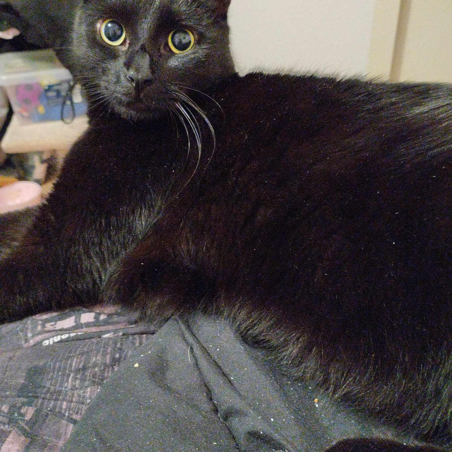 Ares participe au concours pour gagner de l'argent avec cette photo : abyssinian, animal, blackcat, blanket, cat, kitten, manx, pet