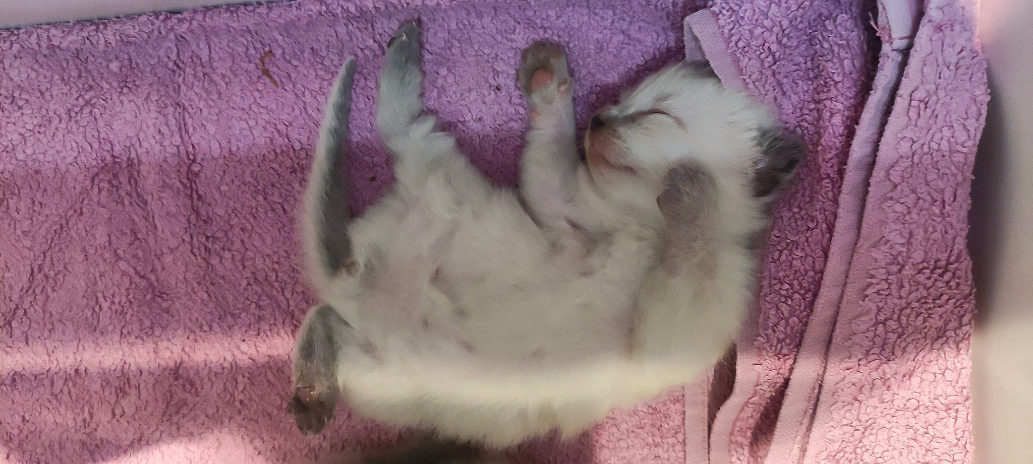 Bébé participe au concours pour gagner de l'argent avec cette photo : beak, carnivore, claw, companion_dog, dog_breed, fawn, feather, felidae, fowl, fur, galliformes, magenta, paw, pink, poultry, small_to_medium_sized_cats, snout, tail, whiskers, wing